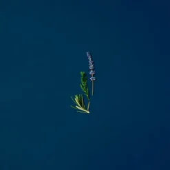 Online Acqua Di Giò Profondo Perfumes