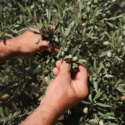 Best Anti-Edad Limpieza