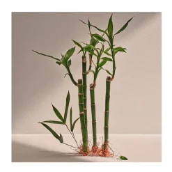 ADOLFO DOMINGUEZ Perfumes|Fragancias<Bambú