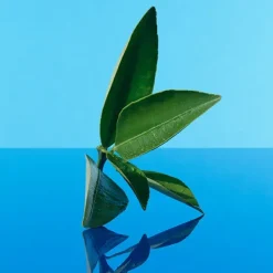 CALVIN KLEIN Perfumes Unisex<CK One Summer