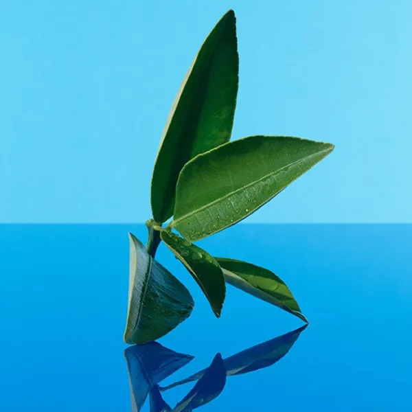 CALVIN KLEIN Perfumes Unisex<CK One Summer