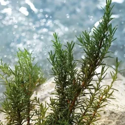 DOLCE & GABBANA Estuches Hombre|Hidratantes Faciales<Estuche D&G Light Blue Pour Homme