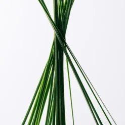 LOEWE Estuches Hombre|Hidratantes Faciales<Estuche Esencia