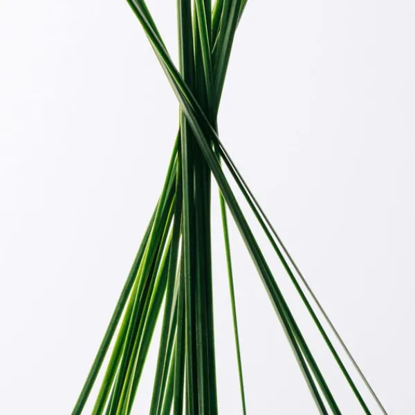 New Estuche Esencia Estuches Hombre