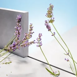 Hot Hugo Man Perfumes