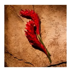 RALPH LAUREN Perfumes<Polo Red Eau De Parfum