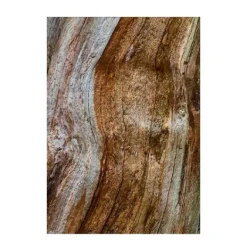 BVLGARI Perfumes<Wood Essence