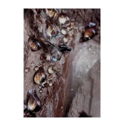 BVLGARI Perfumes<Wood Essence